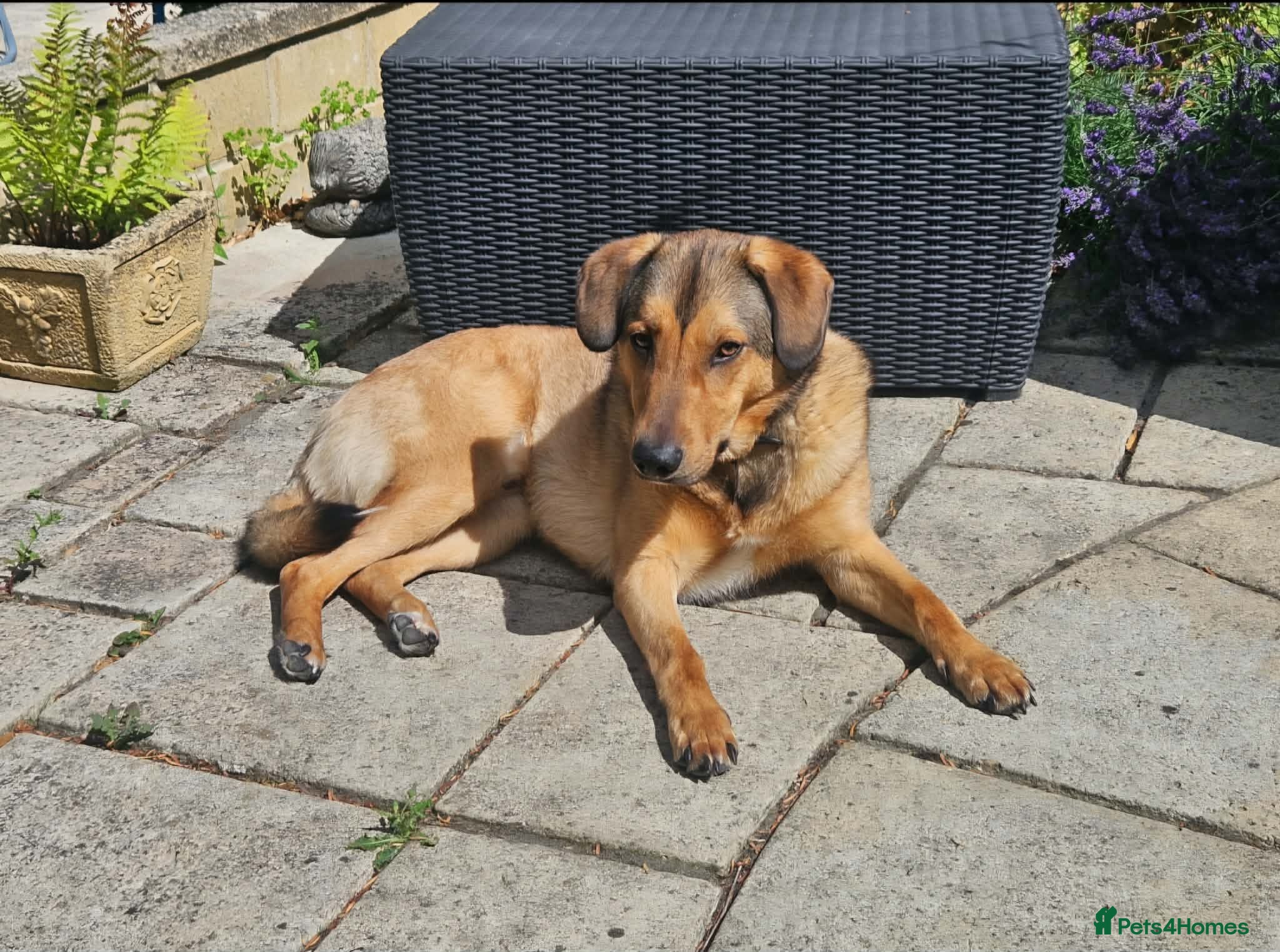 Mixed Breed dogs Lovely Obi Looking For His Forever Home - Advert 7