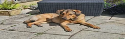 Mixed Breed dogs for sale: Lovely Obi Looking For His Forever Home in Chesterfield - Advert 1