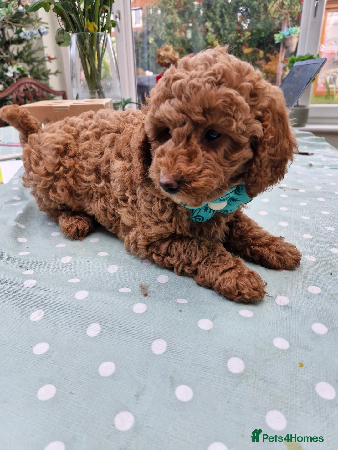 Miniature Poodle dogs for sale: READY NOW Red Minature Poodle Pups for sale. - Advert 1