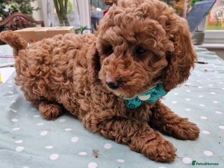 Miniature Poodle dogs - Advert 5