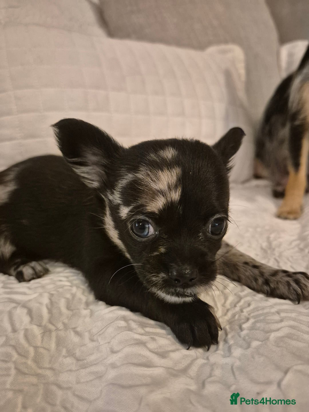 Chihuahua dogs for sale: 4 pure breed chihuahua, 2 merle  2 twins - Advert 11