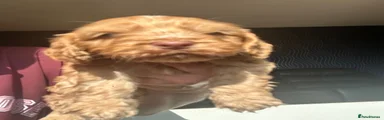 Cockapoo 1