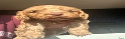 Cockapoo dogs for sale: Gorgeous f1 cockapoo pups - Advert 5