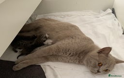British Shorthair cats for sale: Beautiful British Shorthair Tabby Kittens  - Image 5