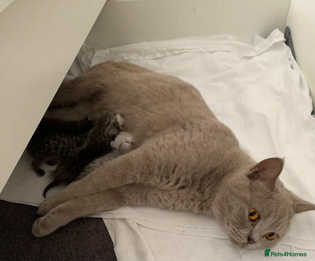 British Shorthair cats for sale: Beautiful British Shorthair Tabby Kittens  - Image 5