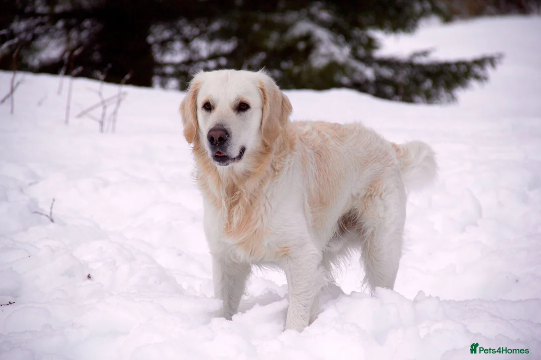 Golden Retriever dogs for stud: KC Golden Retriever Stud-AI Only-Proven Bloodlines - Advert 2