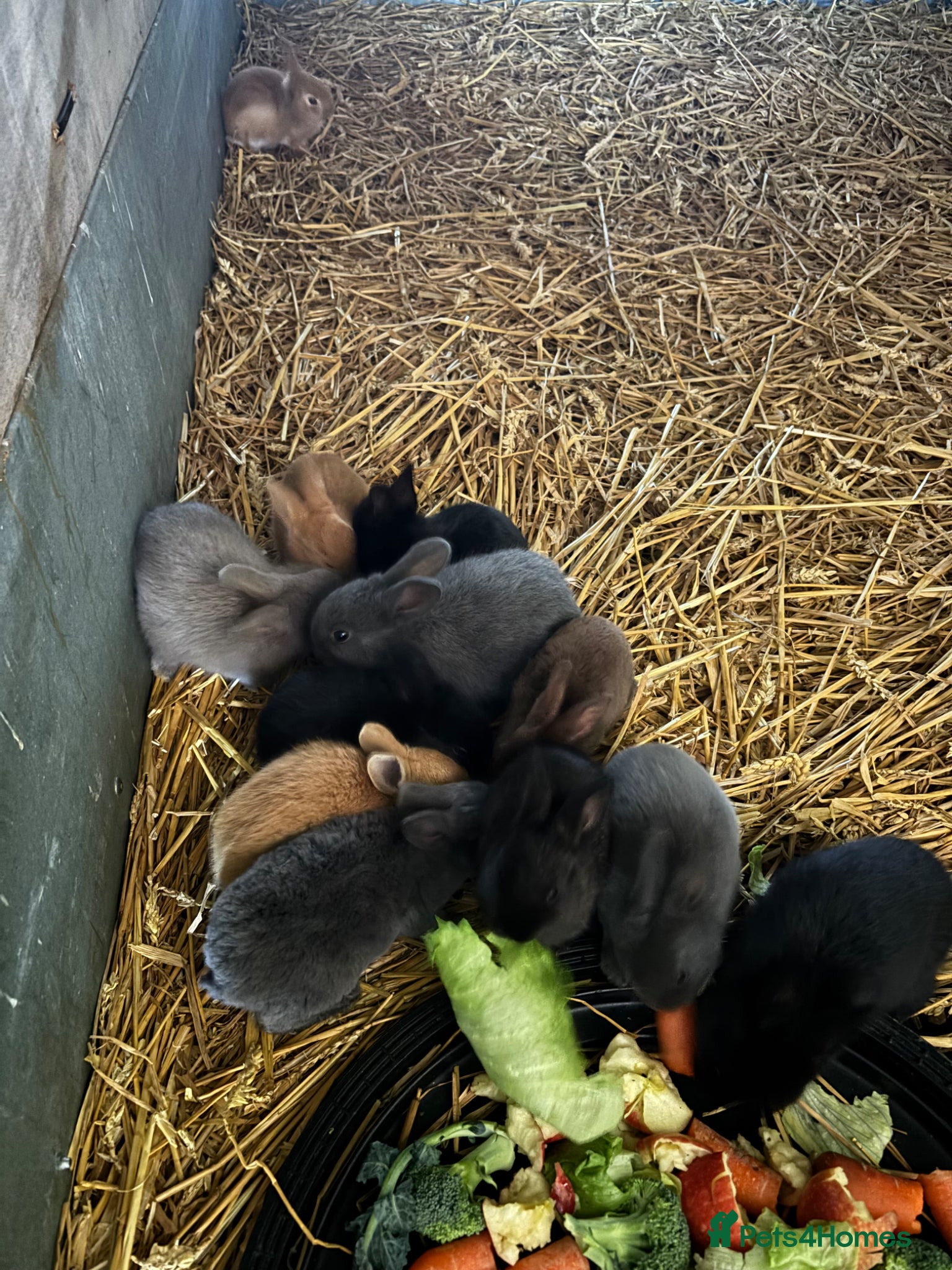 Rex rabbits Beautiful Rex rabbits.  - Advert 20