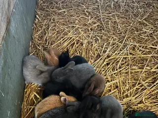 Rex rabbits Beautiful Rex rabbits. - Advert 20