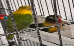 Lovebirds birds for sale: Lovebirds 12 weeks old  - Image 1