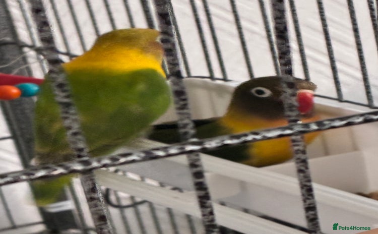 Lovebirds birds - Advert 1