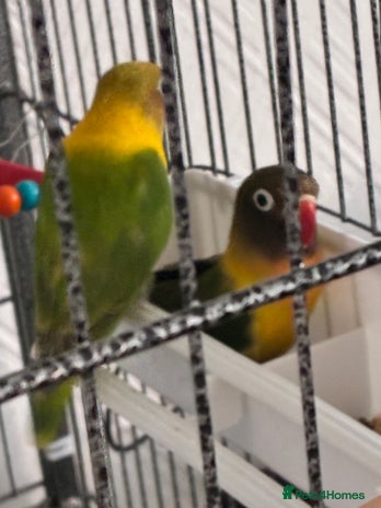 Lovebirds birds - Advert 10