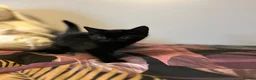 Mixed Breed cats for sale: Four beautiful boys - Advert 4