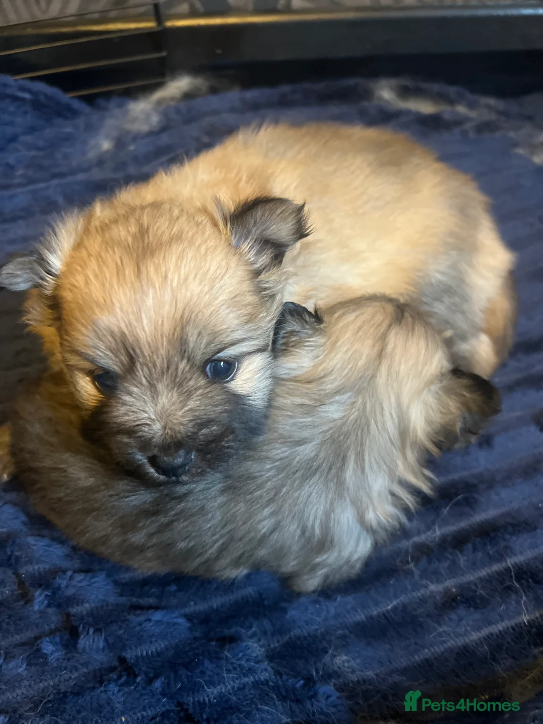 Pomeranian dogs for sale: Pomeranian Puppies - Advert 3