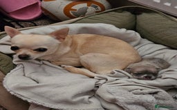 Chihuahua dogs for sale: Chihuahua (girl) - Image 5