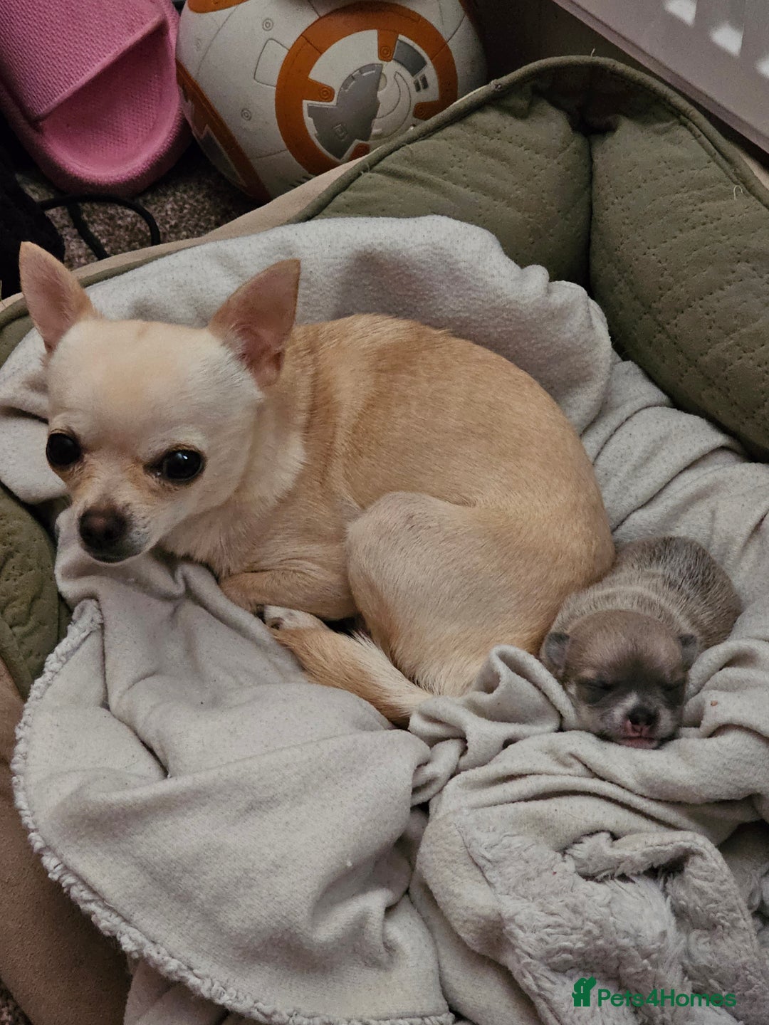 Chihuahua dogs for sale: Chihuahua (girl) - Image 5