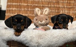 Mixed Breed dogs for sale: Stunning daxijacks ready now  - Image 5