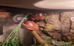 Frog reptiles for sale: 2 white tree frogs  - Image 1