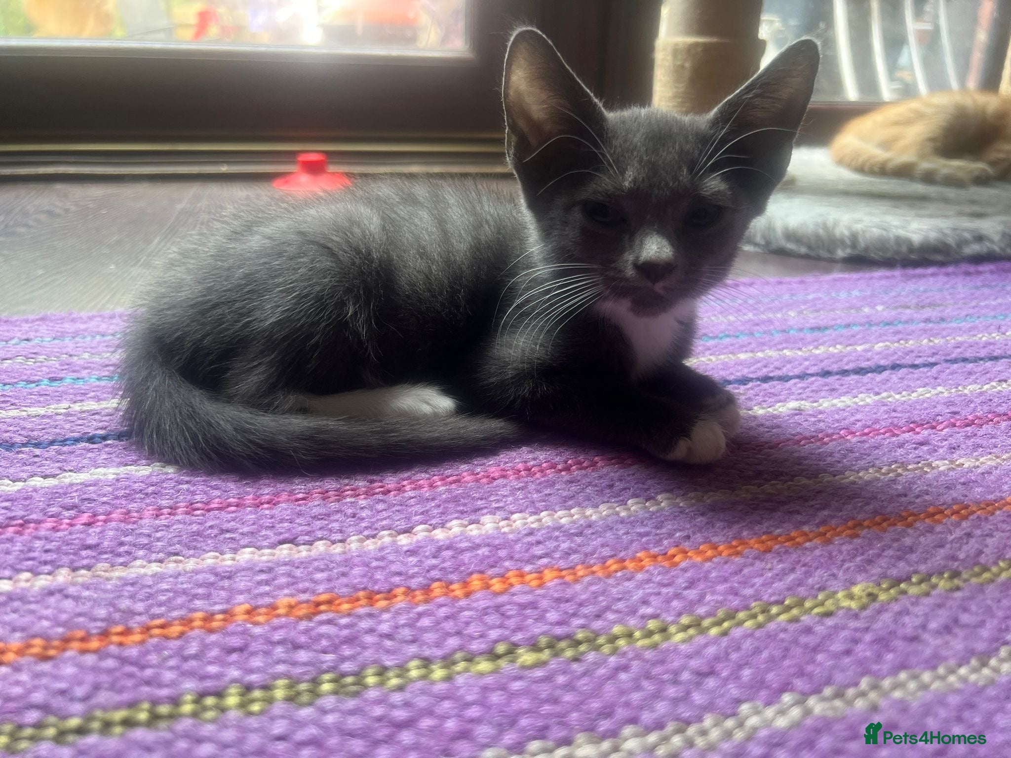 Mixed Breed cats Blue/grey rescue male kitten looking for home - Advert 3