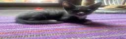 Mixed Breed cats for adoption: Blue/grey rescue male kitten looking for home - Advert 1
