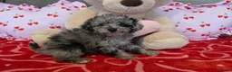 Toy Poodle dogs for sale: Gorgeous littler of x ** mall toy poodles  - Advert 7