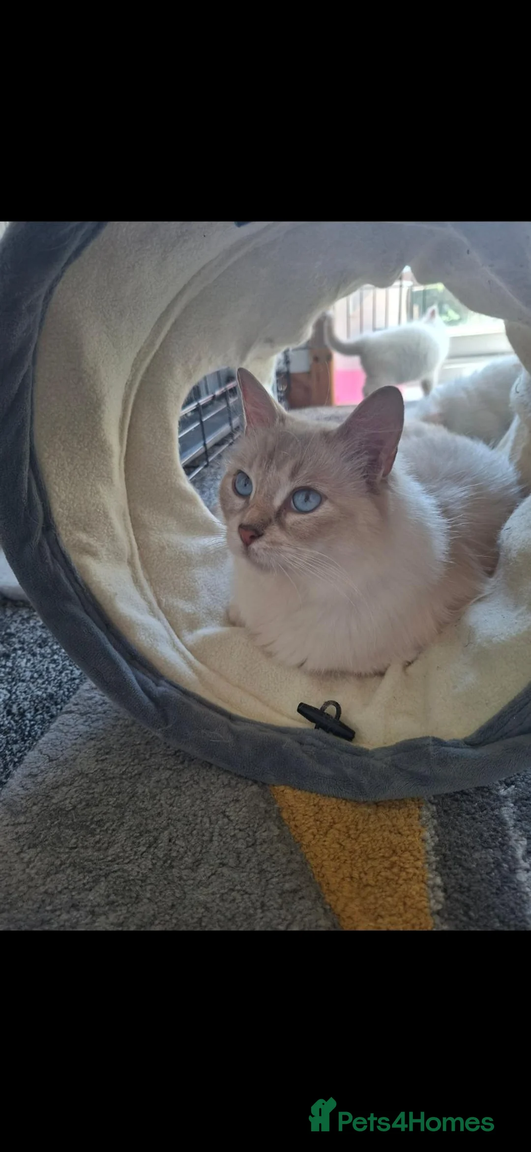 Ragdoll cats for sale: Lilac Ragdoll boy - Advert 3