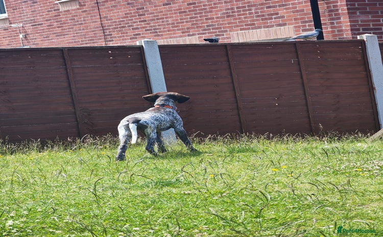 German Shorthaired Pointer dogs - Advert 1