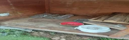 Guinea Pig rodents for sale: Sheltie and Texal boys - Advert 12