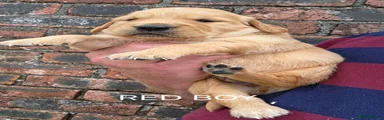Golden Retriever RED BOY 