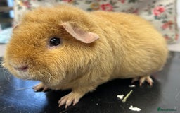 Guinea Pig rodents for sale: Teddy Sows Available  - Image 3