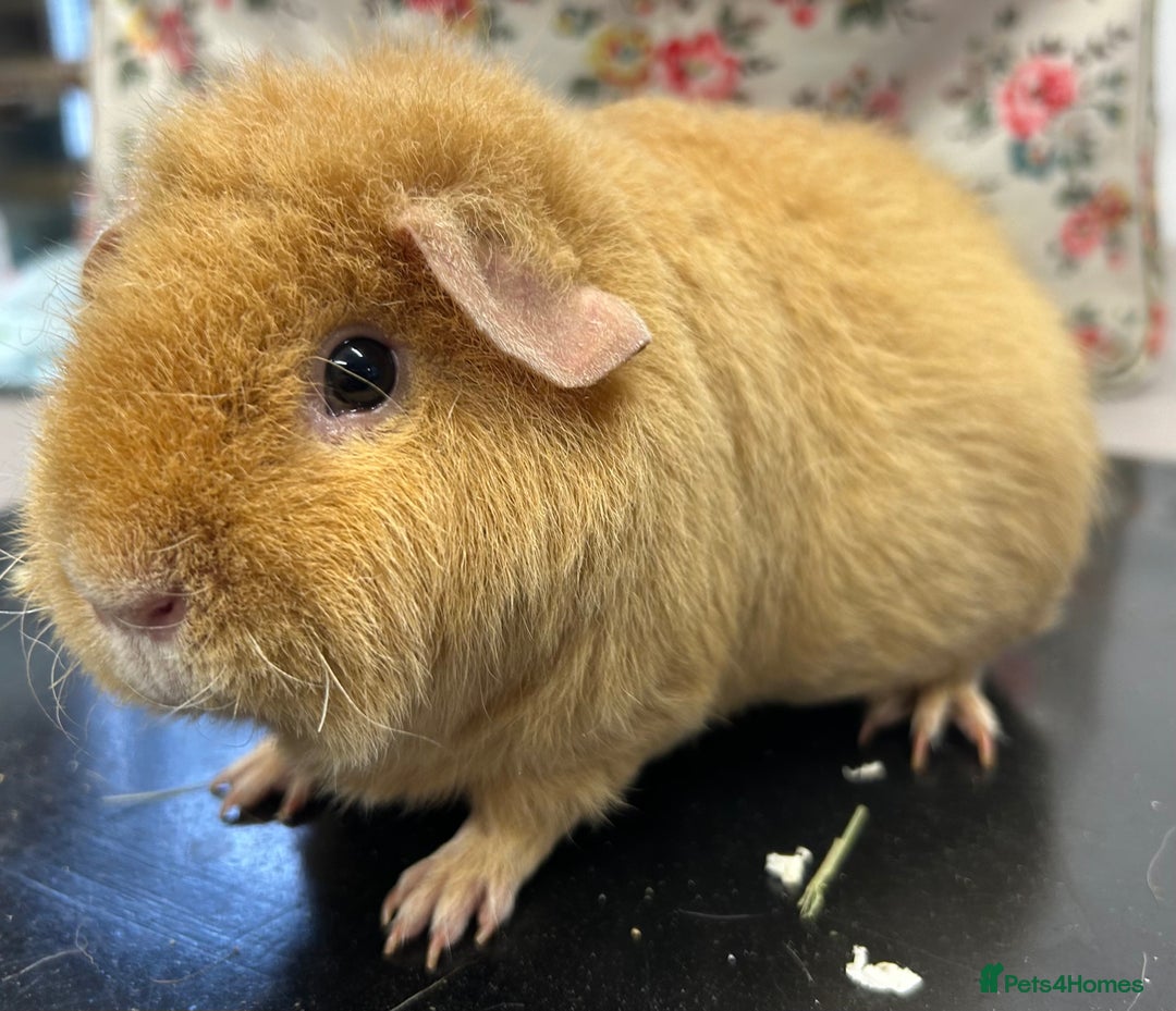 Guinea Pig rodents for sale: Teddy Sows Available  - Image 3