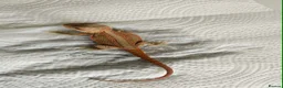 Bearded Dragon reptiles for sale: Bearded dragons in Hull - Advert 9