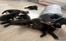 Turkish Van cats for sale: Black and white kittens last boy left  - Image 3