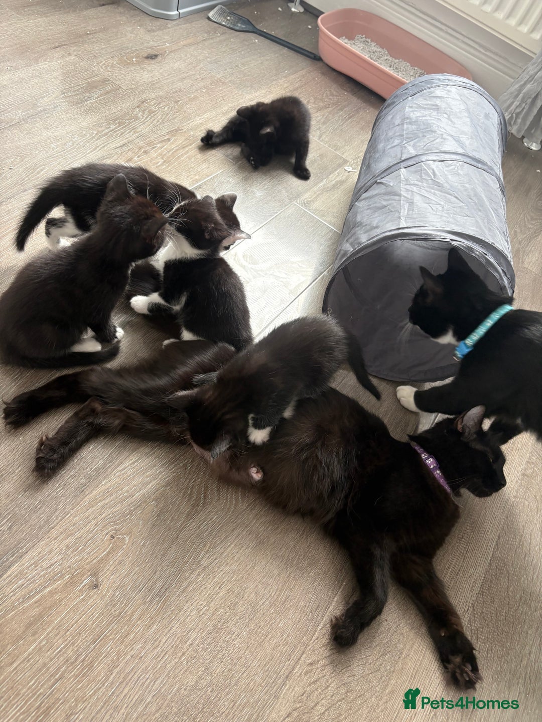 Turkish Van cats for sale: Black and white kittens last boy left  - Image 3