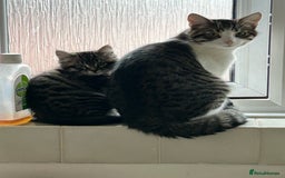 Maine Coon cats for sale: Fluffy female white black tabby male - Image 6