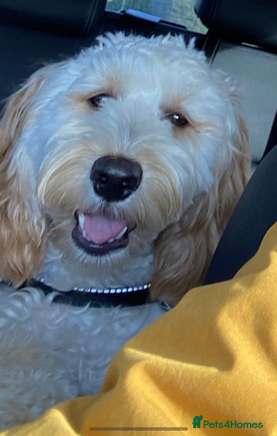 Goldendoodle dogs for sale: Multigenerational Doodles - Advert 10