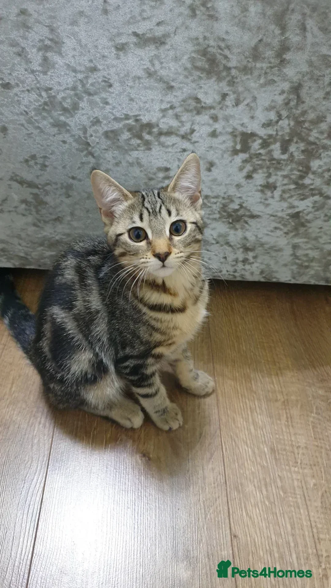 Mixed Breed cats for sale: Pair of Bengal cross kittens! - Advert 4