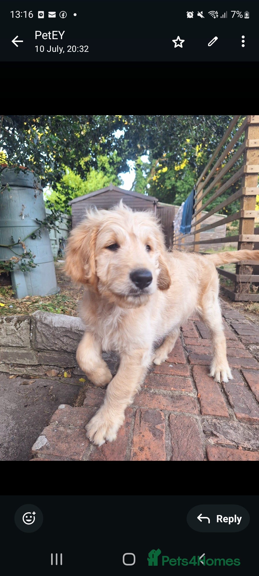 Goldendoodle dogs for sale: F1 Golden doodles by Varity Doodles  - Image 6