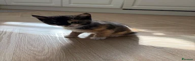 Mixed Breed Tortoiseshell Cat
