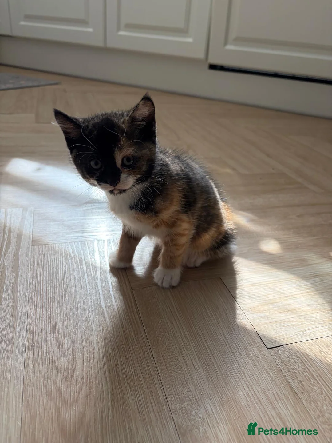 Mixed Breed cats for sale: Two beautiful kittens for sale  in Isleworth - Advert 1