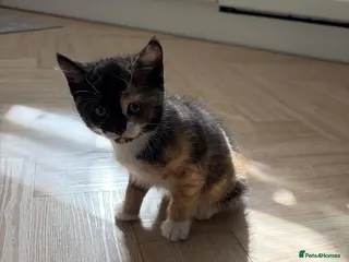 Mixed Breed cats Two beautiful kittens for sale - Advert 2