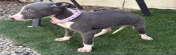 Whippet dogs for sale: Beautiful whippet puppies  - Advert 8