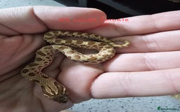 Snake reptiles for sale: Western Hognose Snakes Adults&Hatchlings - Image 13