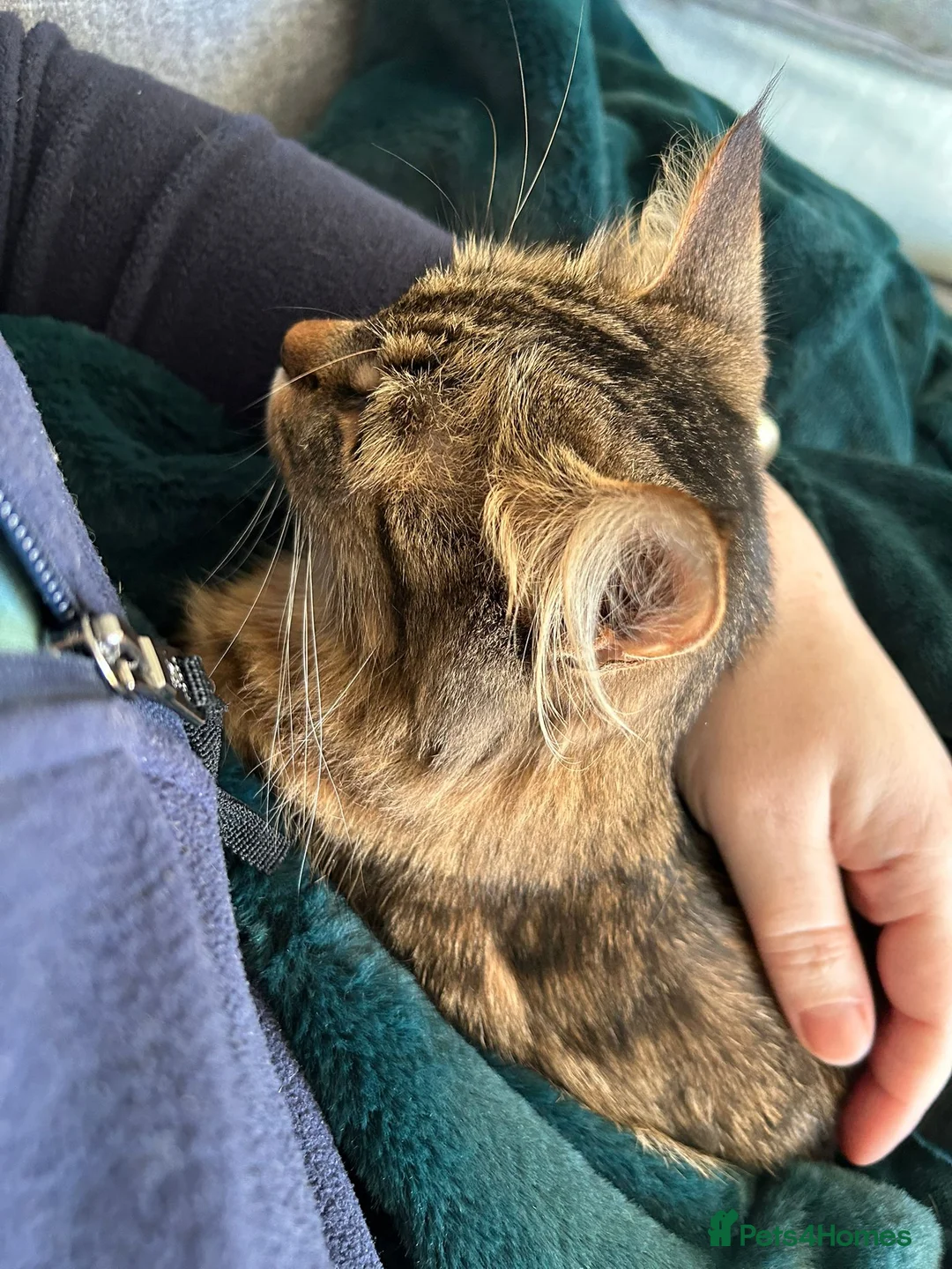 Domestic Shorthair cats for adoption: Nervous Nova looking for patient owner - Advert 2