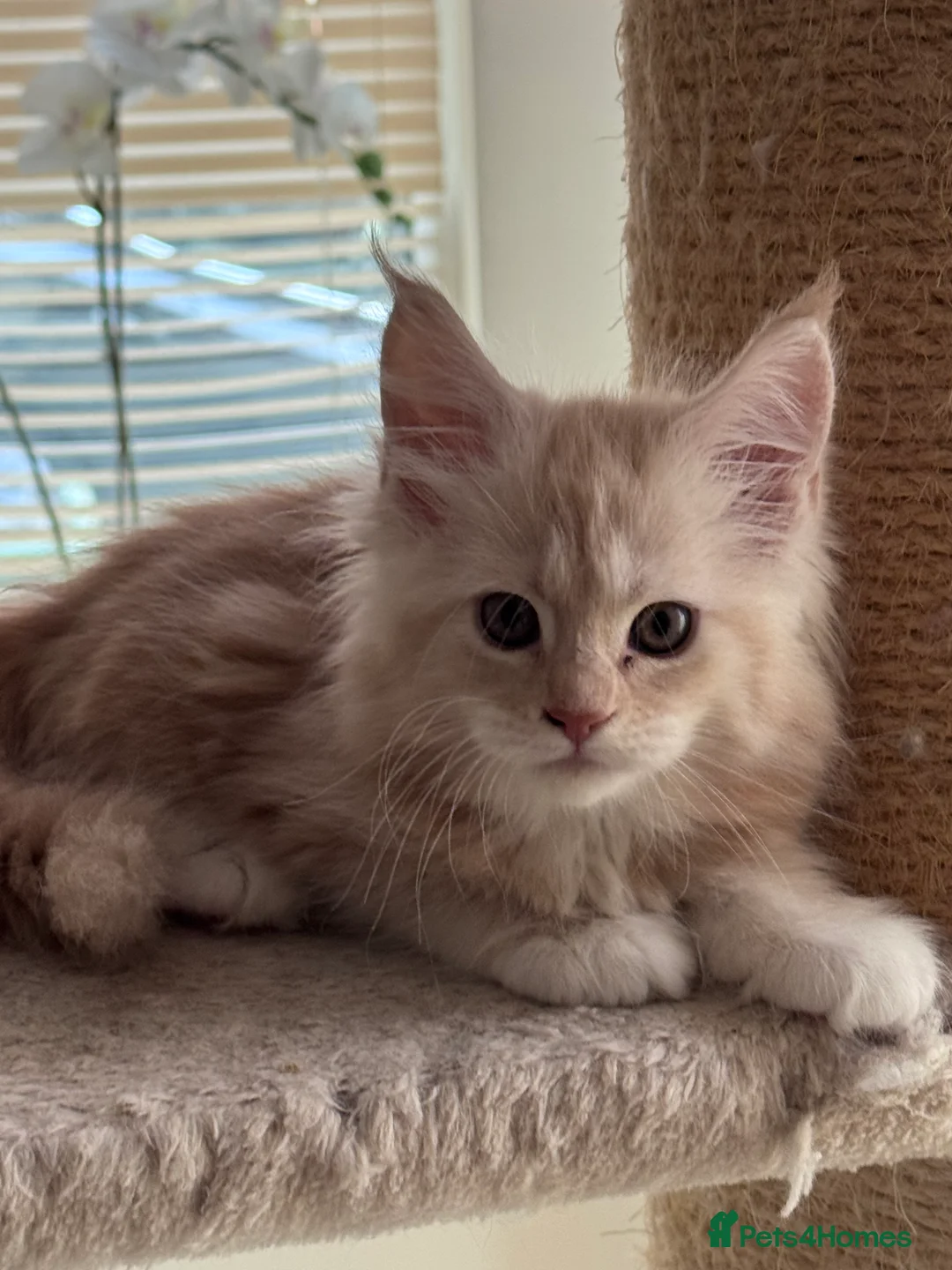 Maine Coon cats for sale: Maine Coon Kittens From the Grand Champion Line - Advert 10