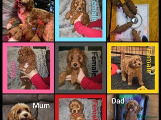 Cavapoo dogs Beautiful F2 Cavapoo Puppies - Advert 15