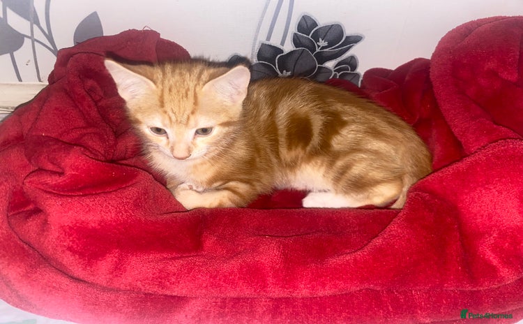 Mixed Breed cats - Advert 4