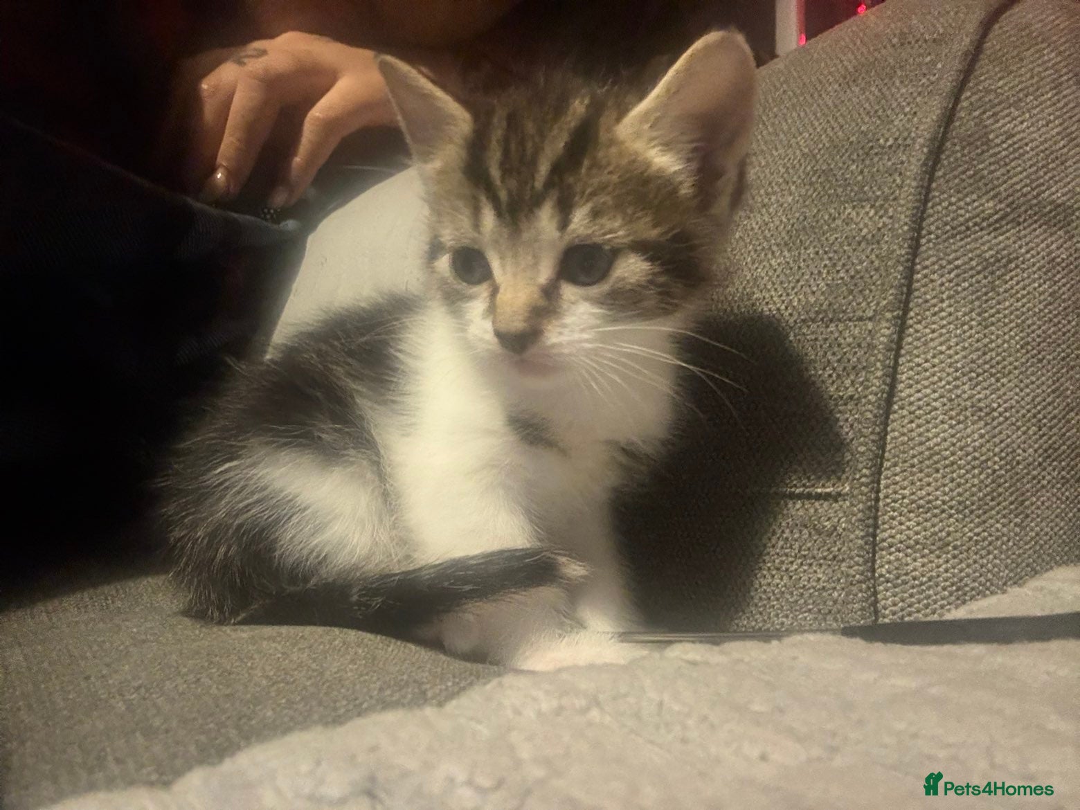 Mixed Breed cats Male kitten for sale walsall - Advert 8