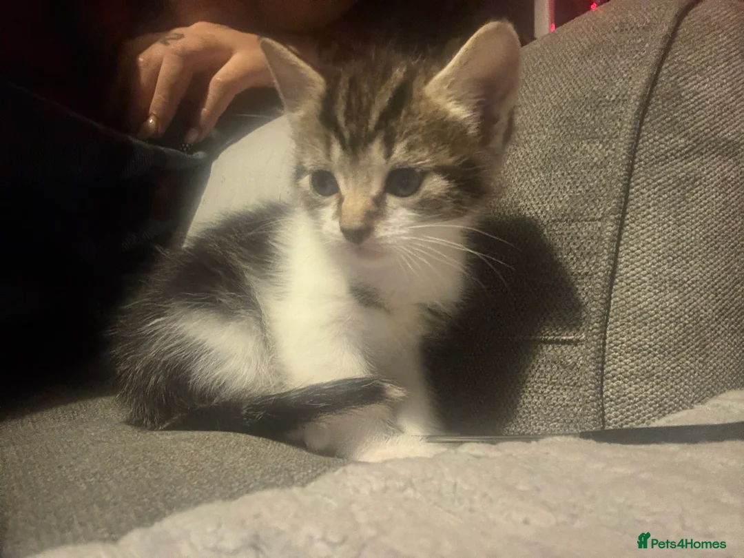 Mixed Breed cats for sale: Male kitten for sale walsall in Walsall - Advert 1