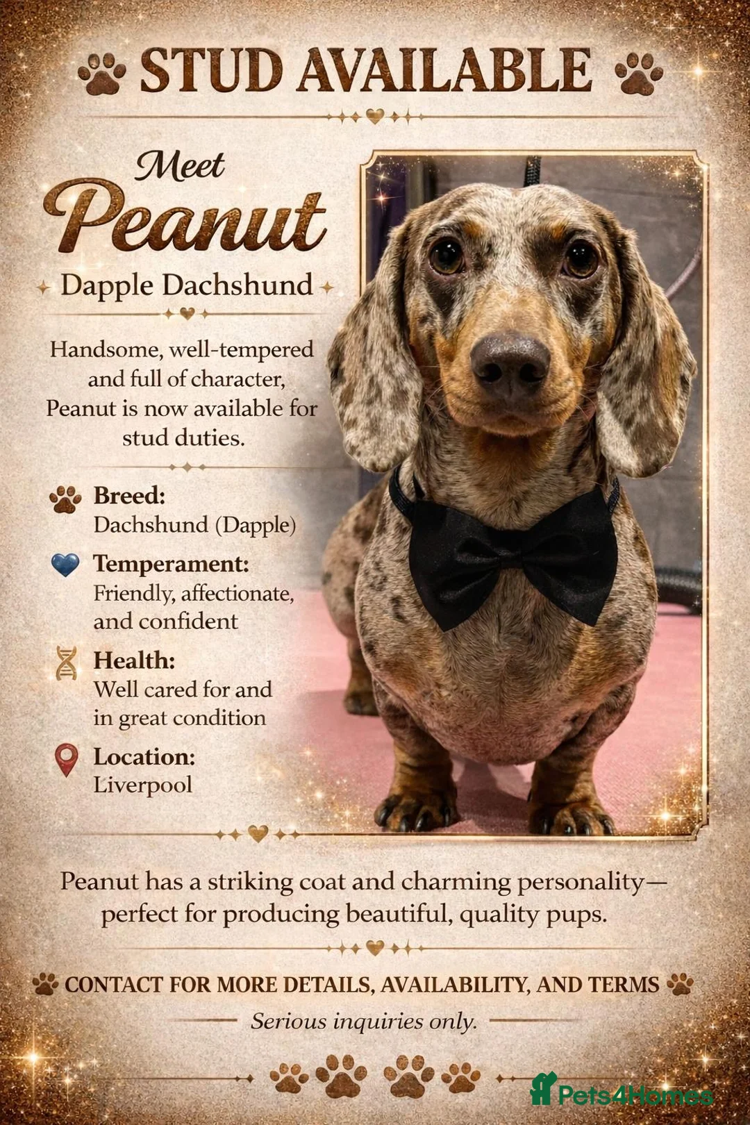 Miniature Dachshund dogs for stud: Miniature dapple dachshund  - Advert 2