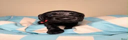 Cocker Spaniel dogs for sale: Stunning KC Show Cocker Spaniel - Advert 7